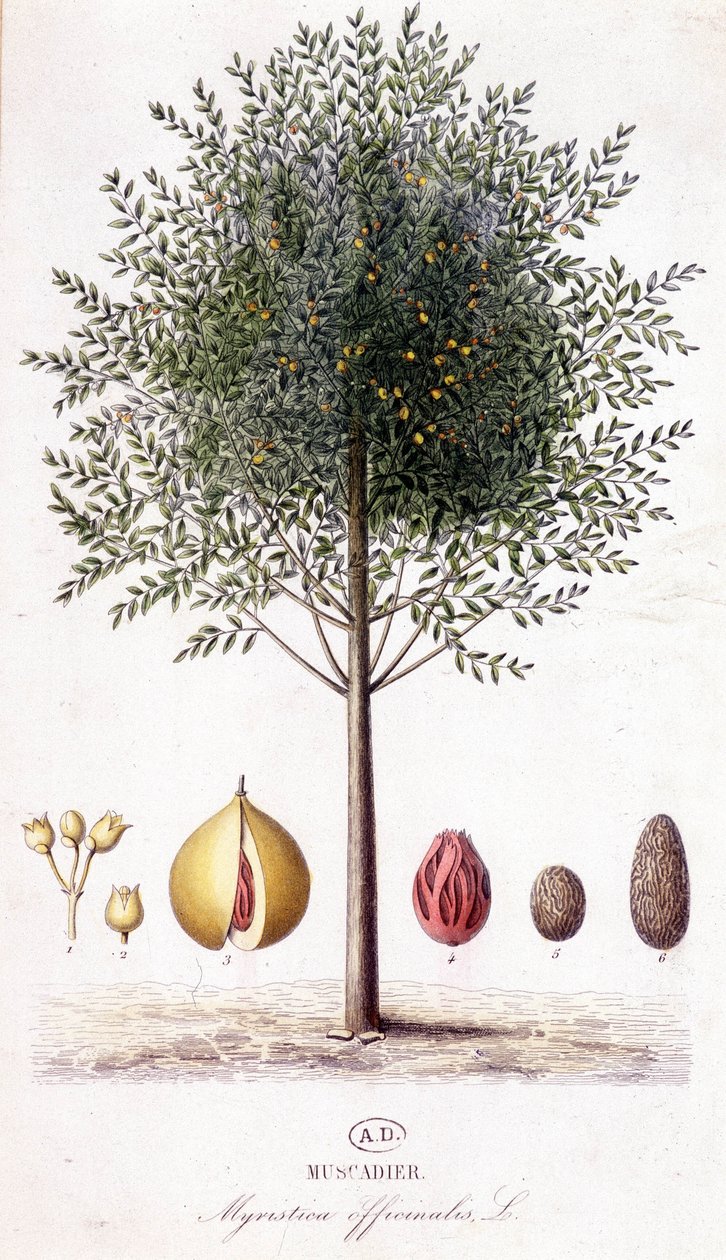 Fragrâncias Myristica - Muscadier (Myristica officinalis). tabuleiro botânico de Unknown artist