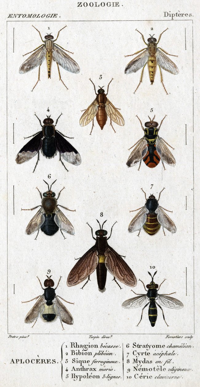 Quadro de história natural. Entomologia. Família Dipteres. Aplóceres: 1. faias de Ródão; 2. bion de Plebeien; 3. Sic Ferruginoso; 4. morio antraz; 5. linhas de Hypoleon 63; 6. camaleão Stratyome; 7; acéfalo de Cyrte; 8. Mydas em arame; 9. nemotele utiginos de Unknown artist