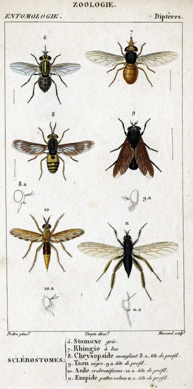 Quadro de história natural. Entomologia. Família Dipteres. Escleróstomos: 6. Estômago cinzento; 7. Rhingia de bico; 8. Chrysopside cegante; 8a. cabeça de perfil; 9. Taon negre; 9a. cabeça de perfil; 10. asilo Crabroniforme; 10a. cabeça de perfil; 11. perna de Unknown artist