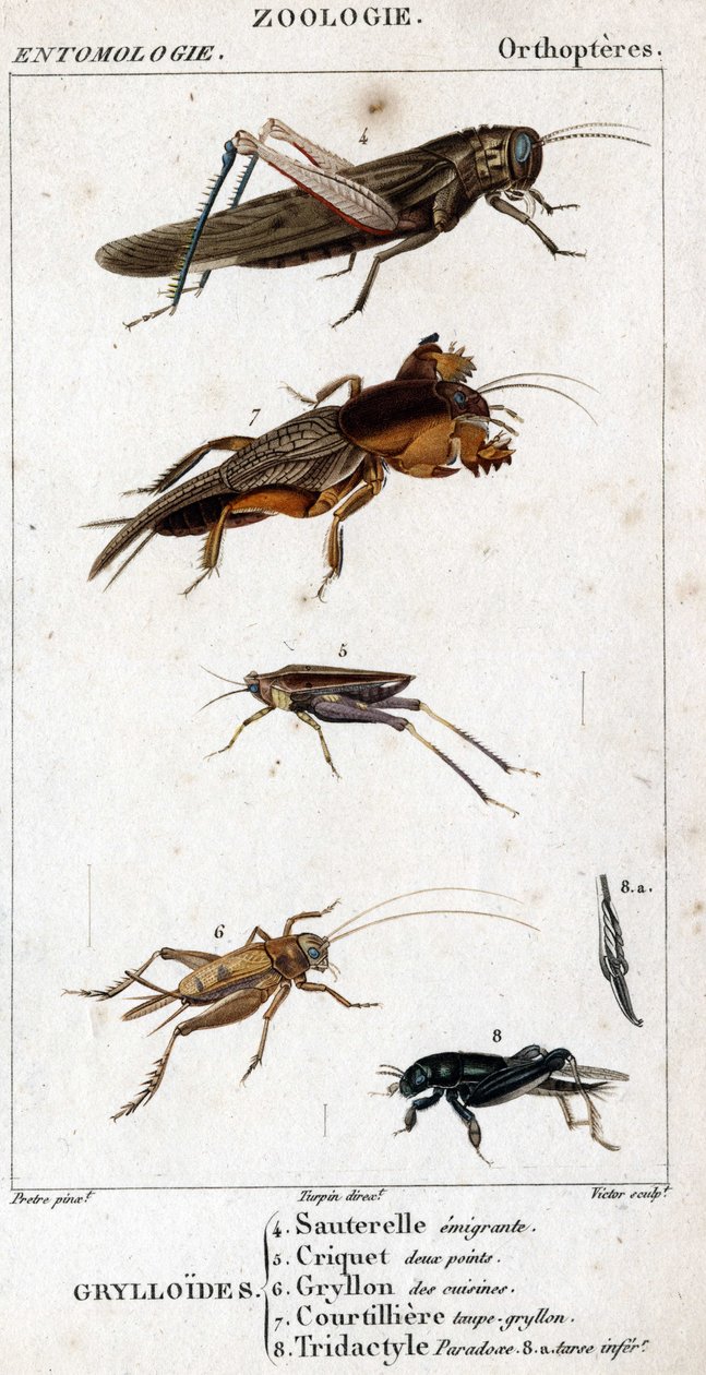 Quadro de história natural. Entomologia. Família de ortopedistas. Grylloides: 4. Gafanhoto emigrador; 5. Gafanhoto dois pontos; 6. Gryllon das cozinhas; 7. Gryllon caldo de toupeira; 8. Tridactyl paradox; 8a. tarso inferior. de Unknown artist