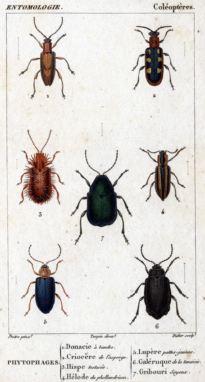 Quadro de história natural. Entomologia. Família dos coleópteros. Fitofagos: 1. Donacia bandada; 2. Asparagus criocere; 3. Hisp testado; 4. Phellandrium helode; 5. Pernas amarelas Lupere; 6. galeria Tansy; 7. rabisco sedoso. de Unknown artist