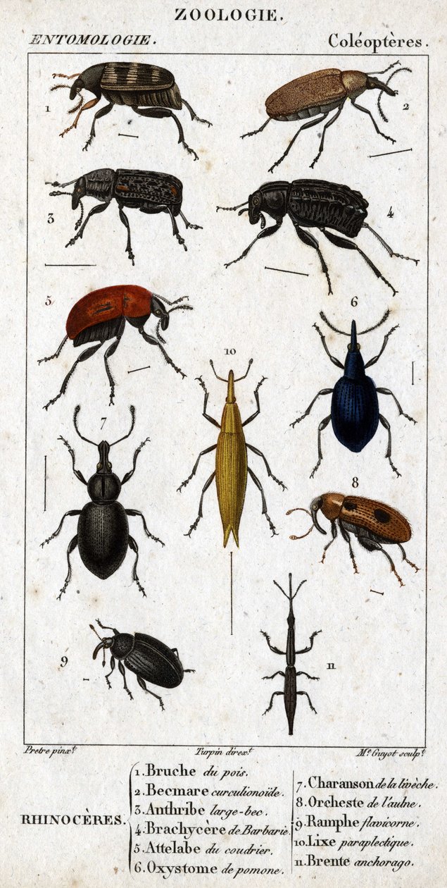 Quadro de história natural. Entomologia. Família dos coleópteros. Rinocerontes: 1. bruche de ervilha; 2. curculionóide de Beemare; 3. bico grande de antílope; 4. brachycere de pica; 5. attelabra do correio; 6. oxistoma de Pomona; 7. charanson de Liveche; 8 de Unknown artist