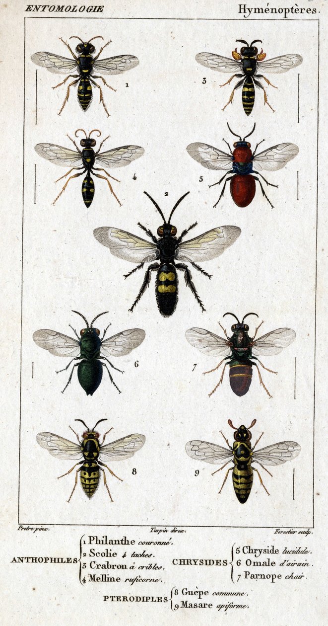 Quadro de história natural. Entomologia. Família Hymenopteres. Antófilos: 1. Coroa filantrópica; 2. 4 Manchas Scoile; 3. Rastreio de Crabron; 4 Melline ruficorne. Chryside: 5. Lucidulous Chryside; 6. cérebro Omalum; 7. carne parnope. Pterodiples: 8. Área c de Unknown artist