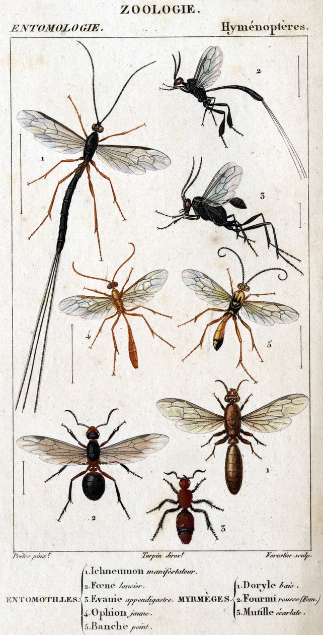 Quadro de história natural. Entomologia. Família Hymenopteres. Entomotilles: 1. protestante Inchneumon; 2. Foene lancier; 3. Evanie appendigastre; 4. ophion amarelo; 5. pintado de branco. Mirmeges: 1. Baía de Doryle; 2. redhead (Fem.) Provided (Fem.) 3. Mu de Unknown artist