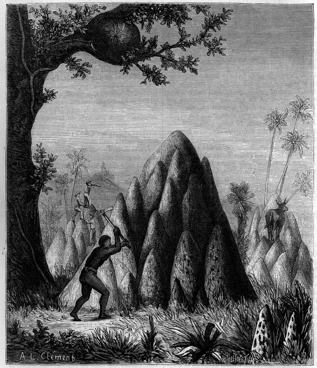 Ninhos das "Térmitas da Guerra" e das "Térmitas das Árvores" em África. Gravura em "La Nature: Revue des sciences et de leurs applications aux arts et a l