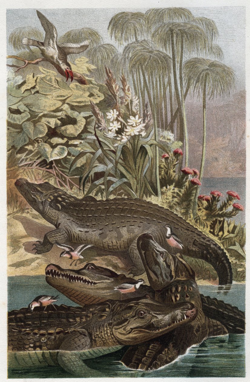 Crocodilo do Nilo - O crocodilo do Nilo (Crocodylus niloticus) - gravura de "Brehm