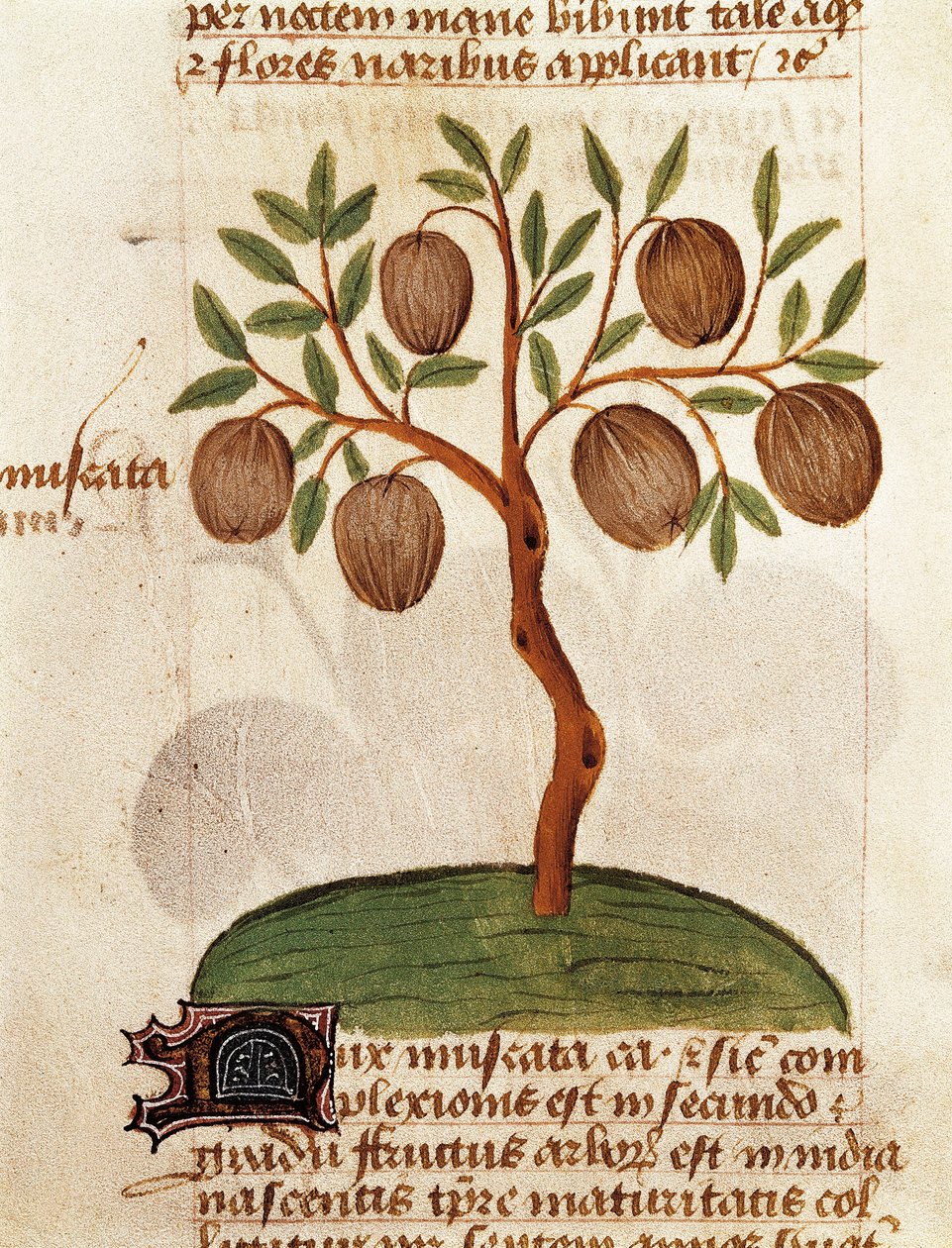 Noz-moscada, Descrição das plantas medicinais e como prepará-las. Página do manuscrito "Tratado de ervas" (Tractatus de herbis), de Pedanius Dioscorides de Unknown artist