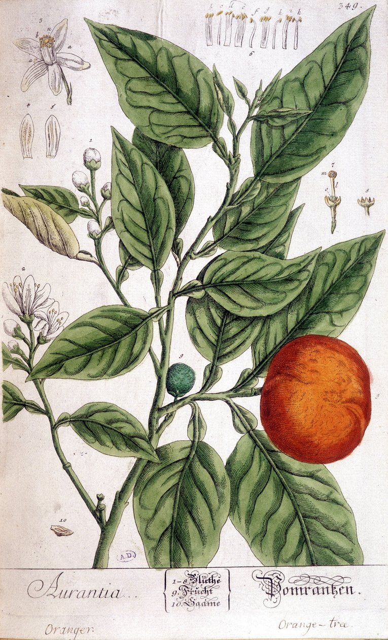 Orange (Aurentia) - Arts Deco de Unknown artist