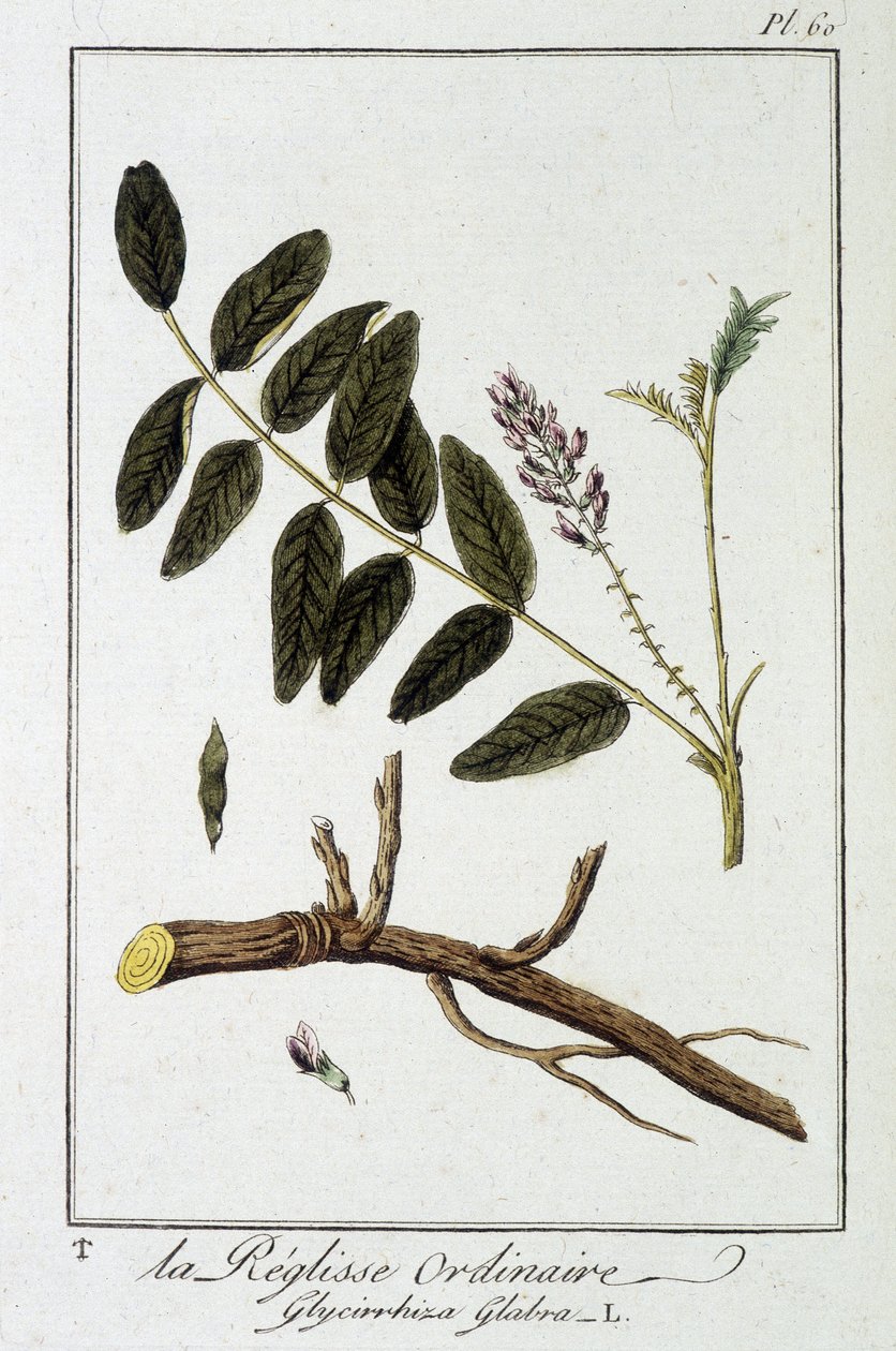 Glycirrhiza glabra - em "Exercises de botany à l