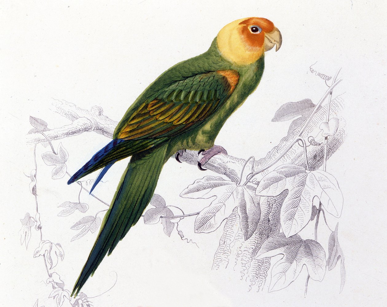 Ornitologia: Papagaio da Carolina. (Psittacus carolinensis) de Unknown artist