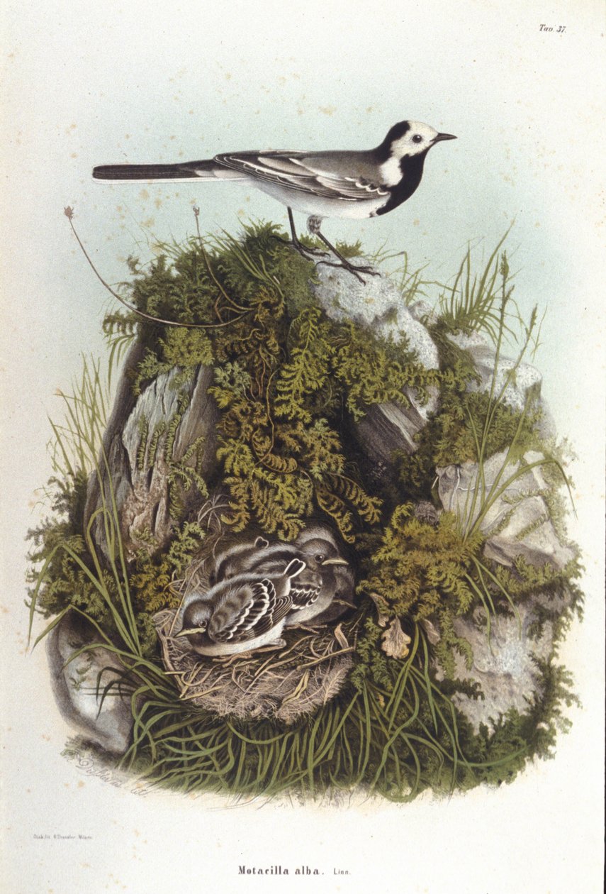 Ornitologia: uma bergeronnet cinza (motacilla alba) perto do ninho de seus filhotes. Quadro zoológico do século XIX de Unknown artist