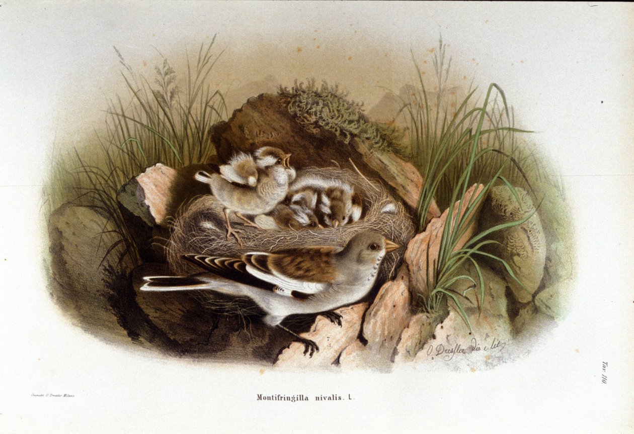 Ornitologia: um niverolle alpino perto do ninho de seus filhotes. de Unknown artist