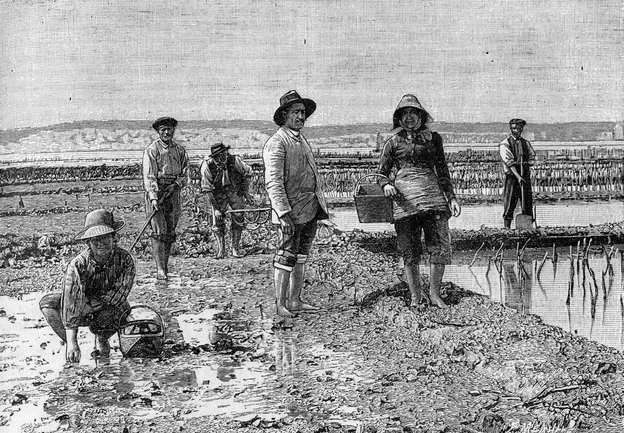 Ostreicultura - o cultivo de ostras na bacia do Arcachon (1894): ostreicultores (a partir de uma fotografia). Gravura em "La Nature: revue des sciences et de leurs applications aux arts et a l