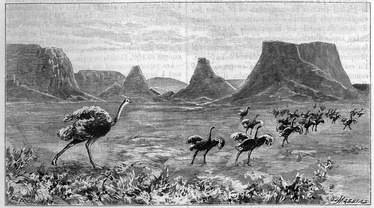Livre de avestruzes na África Austral. Gravura de 1895 a partir de um desenho de Lichtenstein de 1804. de Unknown artist