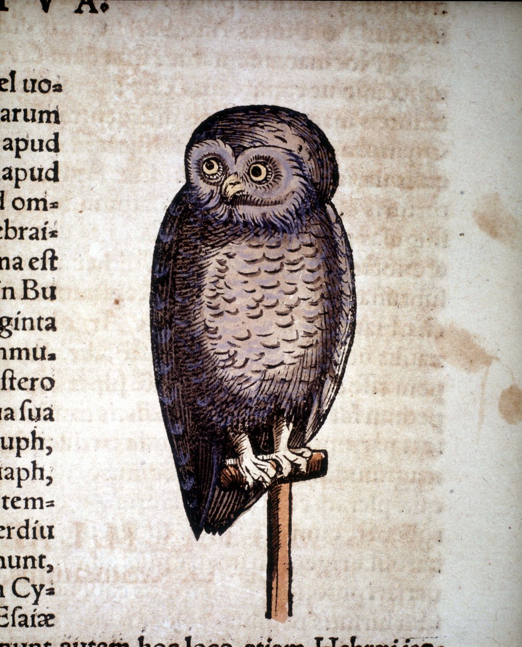 Coruja - de Historiae animalium de Konrad Gesner, Tiguri de Unknown artist