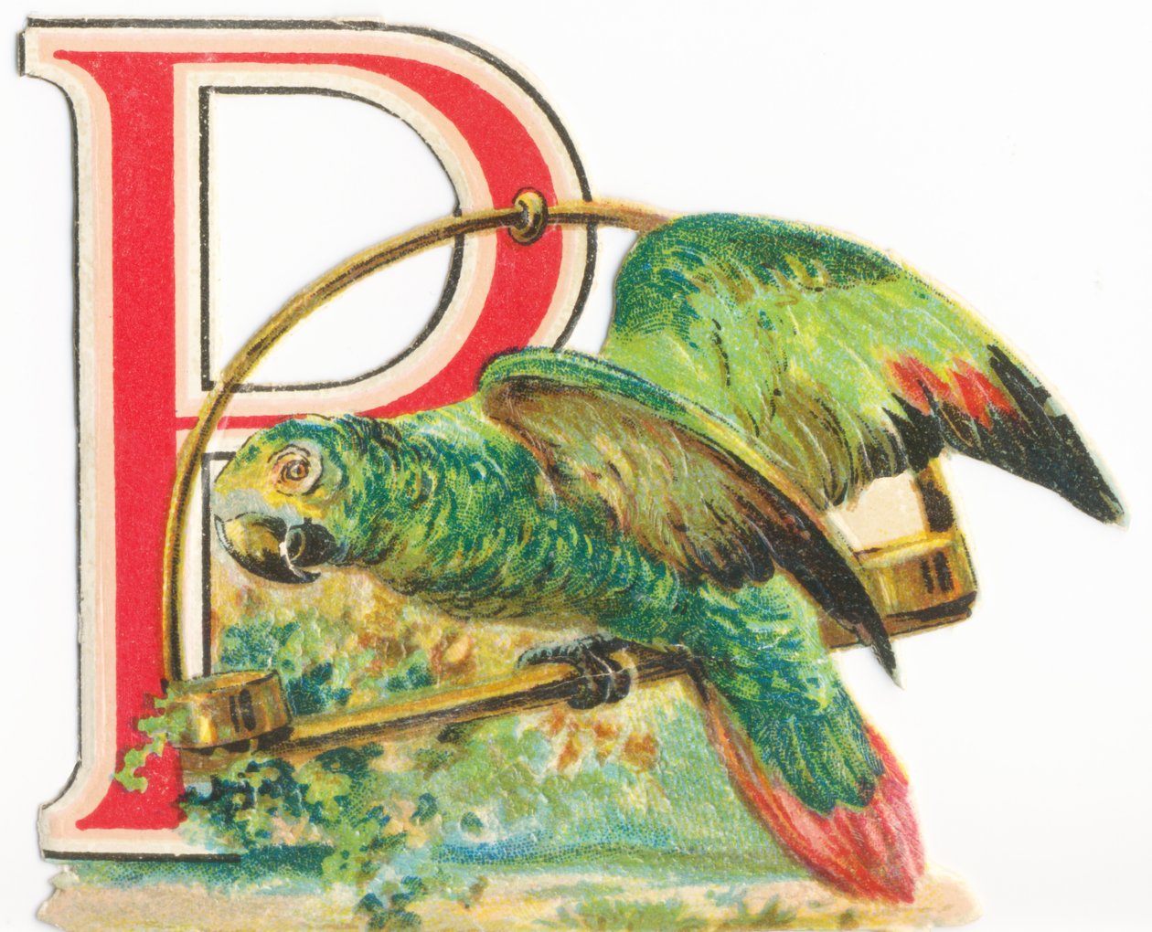 P: papagaio de Unknown artist