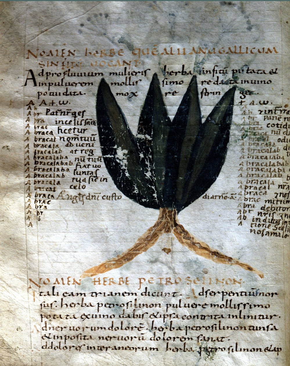 Página do manuscrito de Apulee (Lucius Apuleius) (ca. 125-ca. 180), "De viribus herbarum", século VIII ou IX. Lucca, Biblioteca do Governo. de Unknown artist