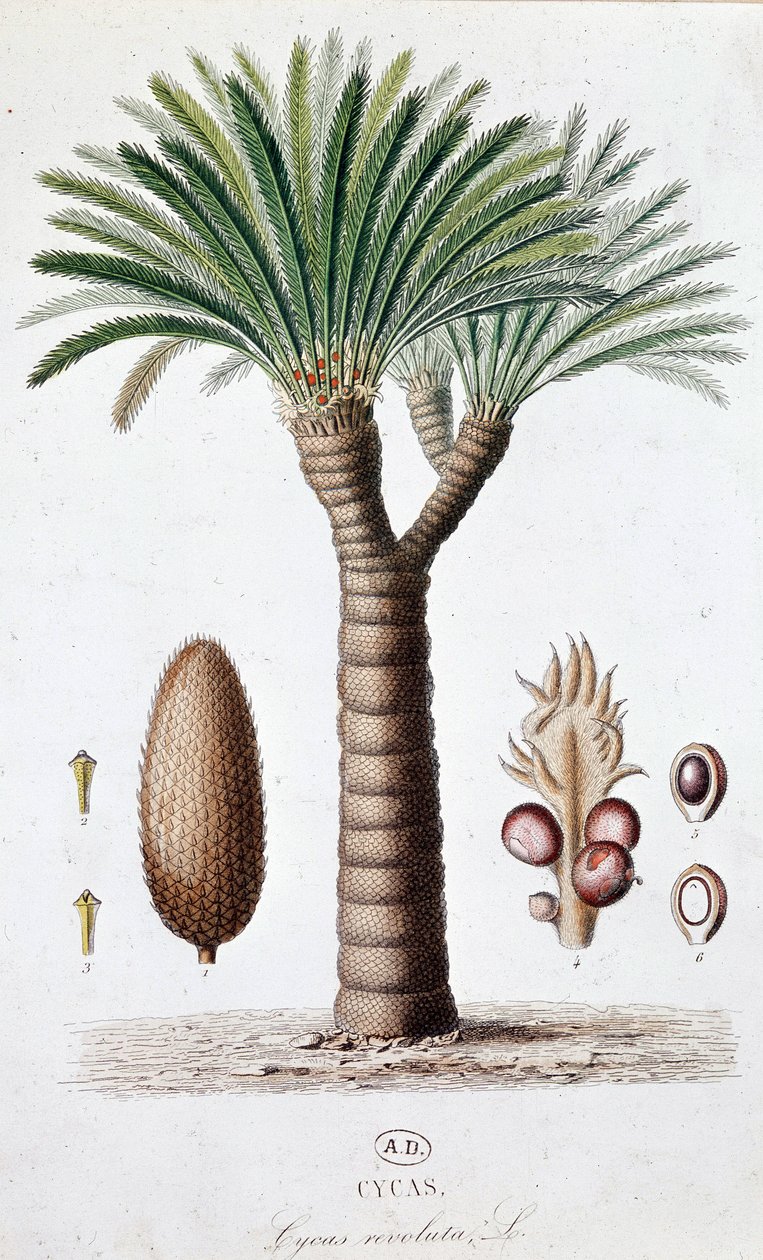 Palm Cycas Revoluta - Tábua Botânica de Unknown artist