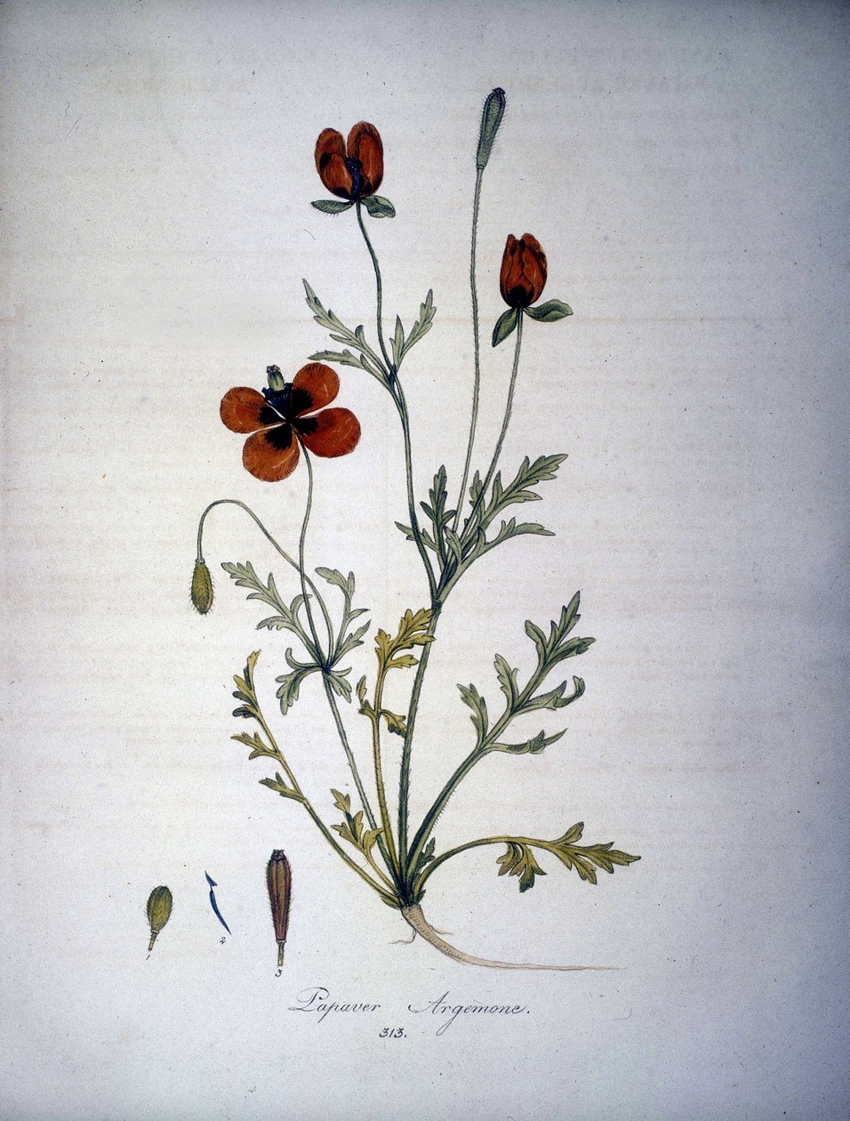 Papaver Argemone (Flor e planta de argemona de papoila). Herbário do século XIX. de Unknown artist