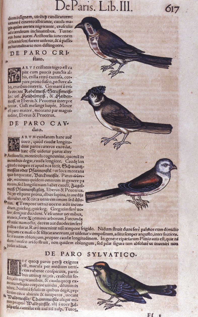 Passerines in Historia Animalium de Conrad Gesner (1516 - 1565), Tiguri de Unknown artist