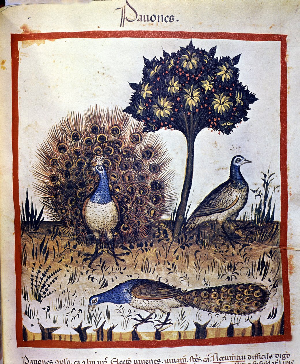 Pavões representados em "Tacuinum sanitatis". de Unknown artist