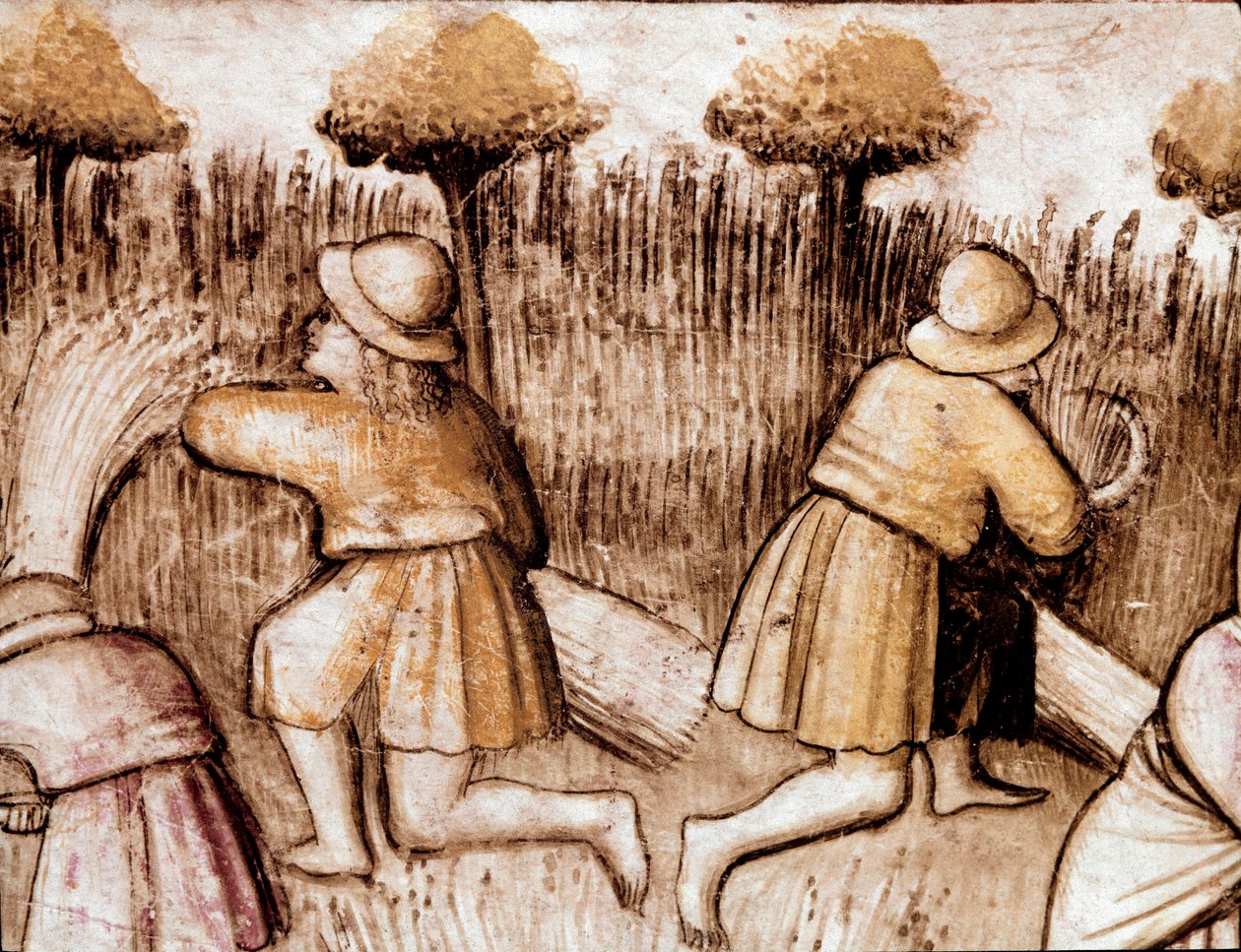 Camponeses que cortam carne Miniatura do códice 212 (ou códice padovano ou Bíblia de Pádua) 1390-1400 Rovigo, Accademia dei Concordi de Unknown artist