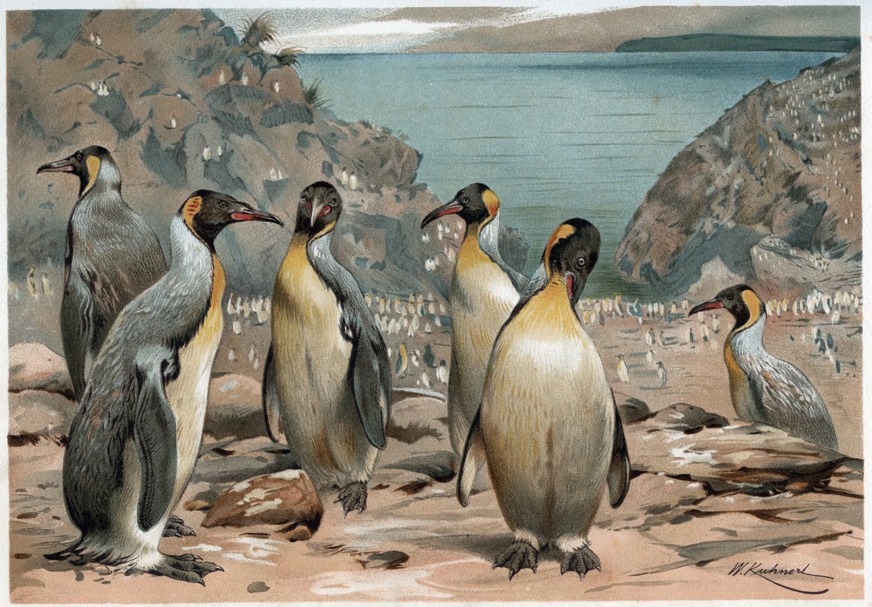Pinguins - em “” A vida dos animais ”” por AE Brehm, Torino de Unknown artist