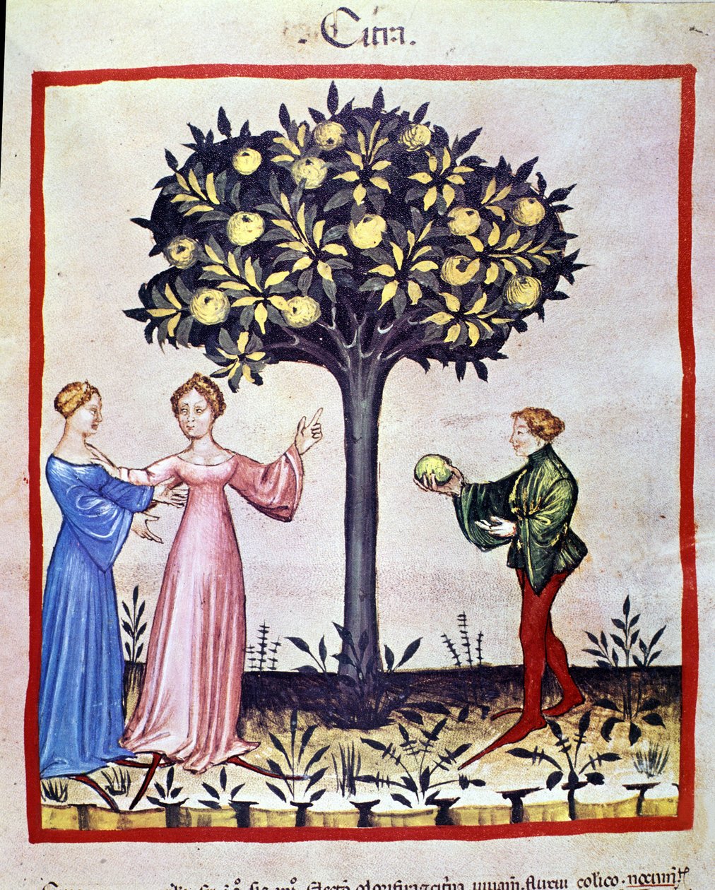 Cedrato picador, fruto do cedratier. Iluminação a partir da ordenha de medicamentos e dietética "Tacuinum sanitatis". de Unknown artist
