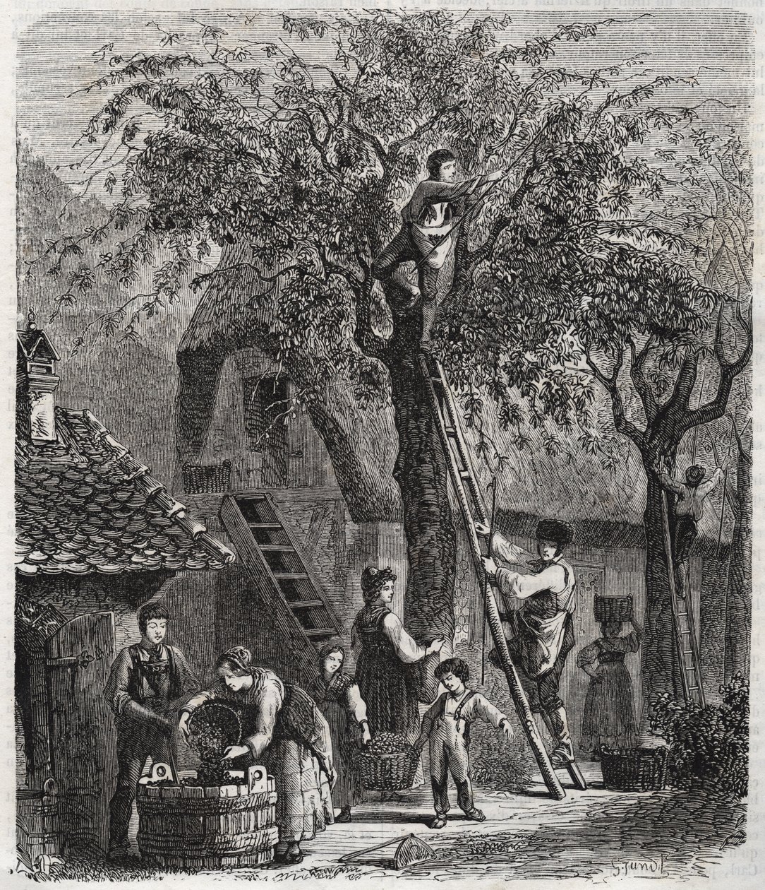 Picking de cerejas - Picking de cerejas - gravura de 1860 - de Unknown artist