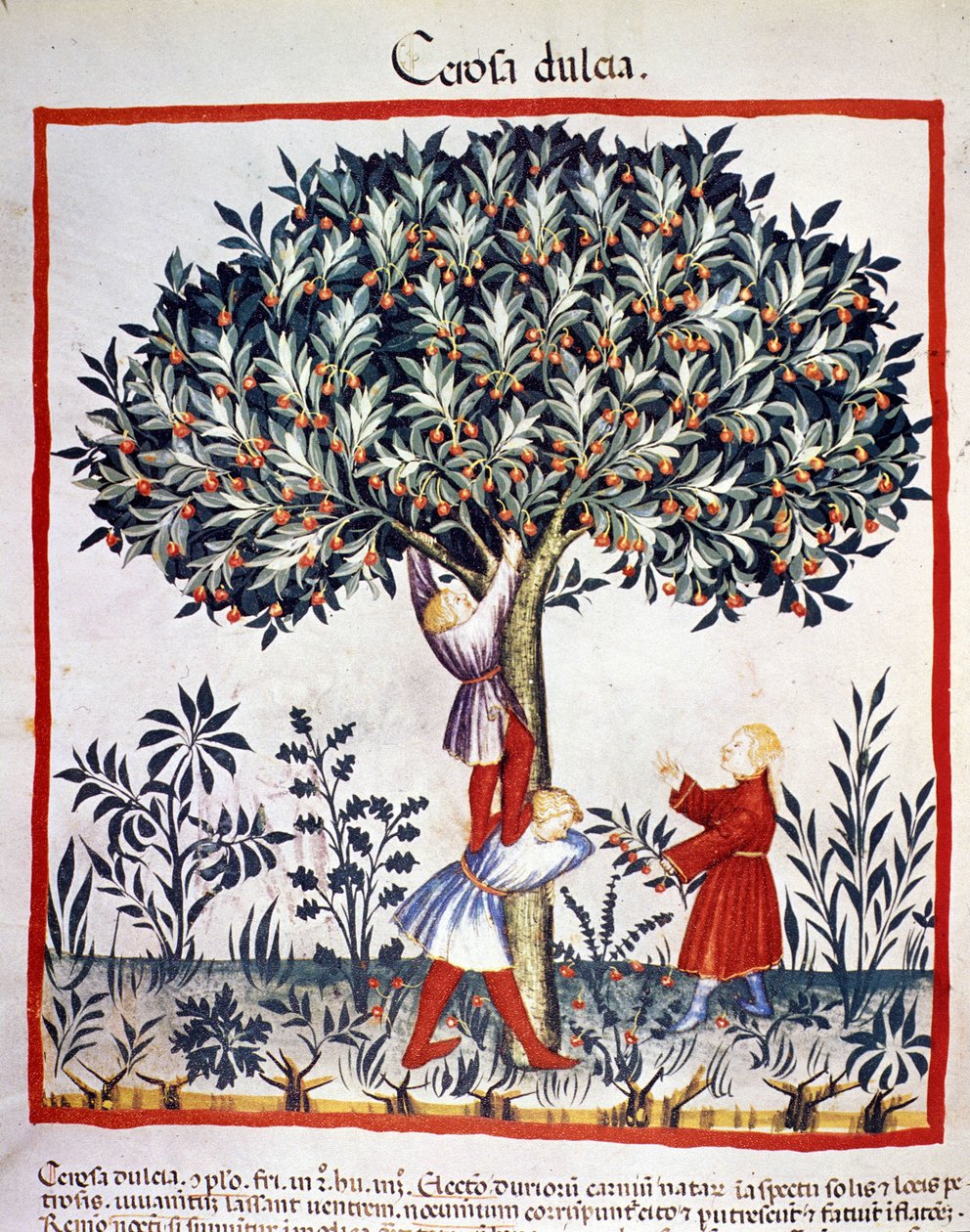 A apanhar cerejas. Iluminação a partir da ordenha de medicamentos e dietética "Tacuinum sanitatis". de Unknown artist