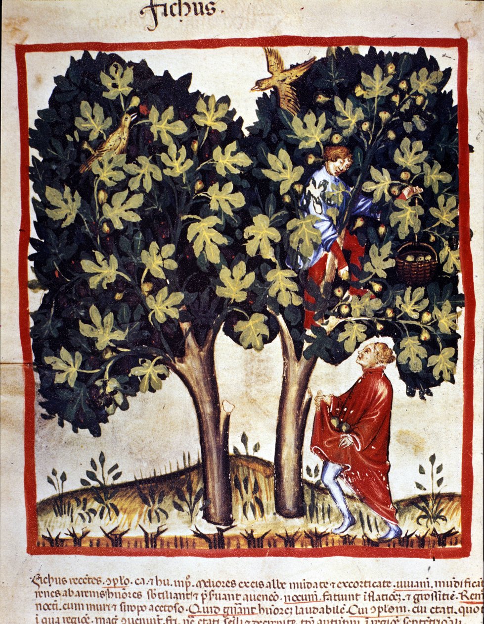 A apanhar figos. Iluminação a partir da ordenha de medicamentos e dietética "Tacuinum sanitatis". de Unknown artist