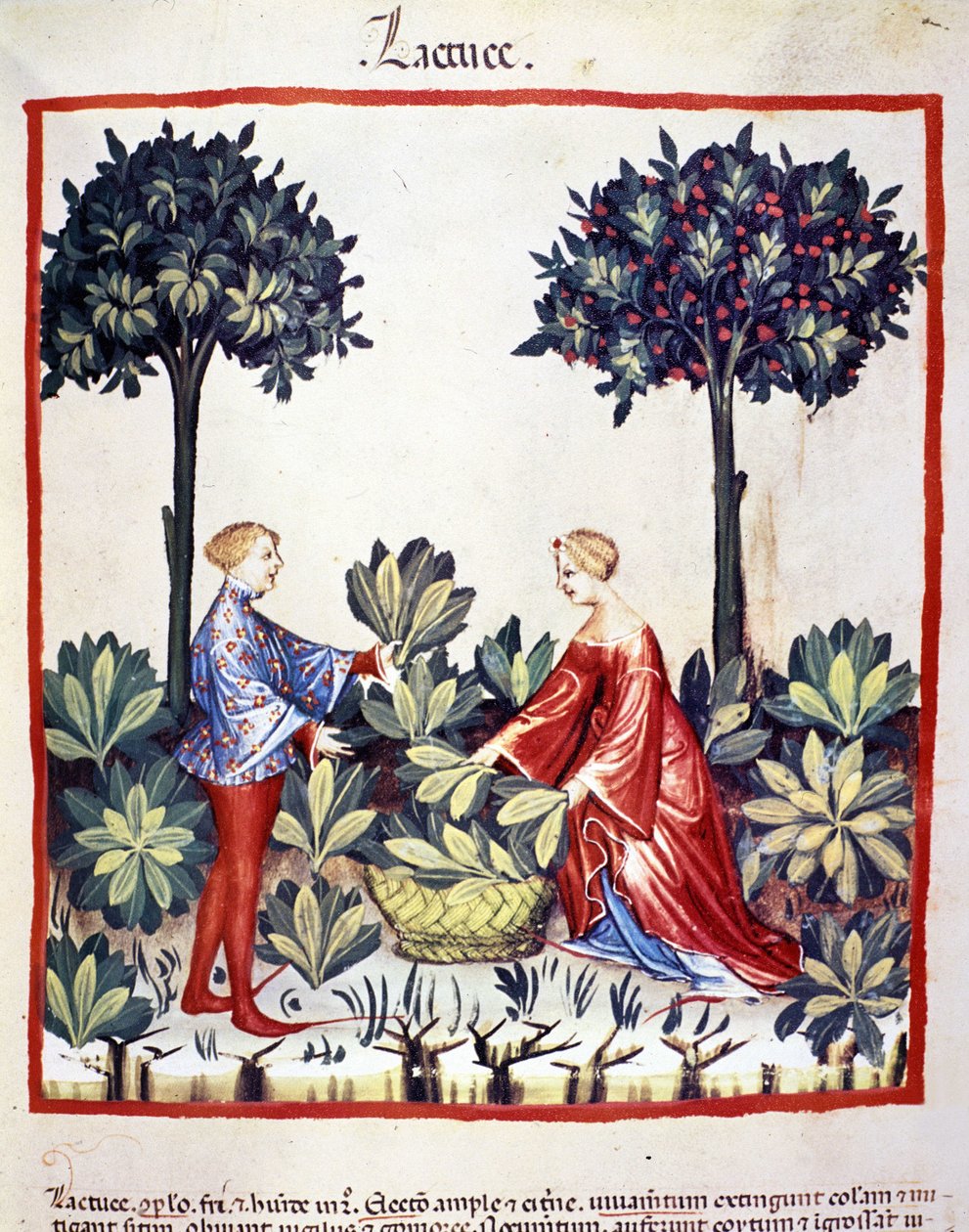 Apanhar alfaces. Iluminação a partir da ordenha de medicamentos e dietética "Tacuinum sanitatis". de Unknown artist