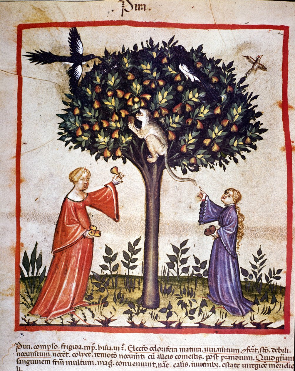 A apanhar pêras. Iluminação a partir da ordenha de medicamentos e dietética "Tacuinum sanitatis". de Unknown artist