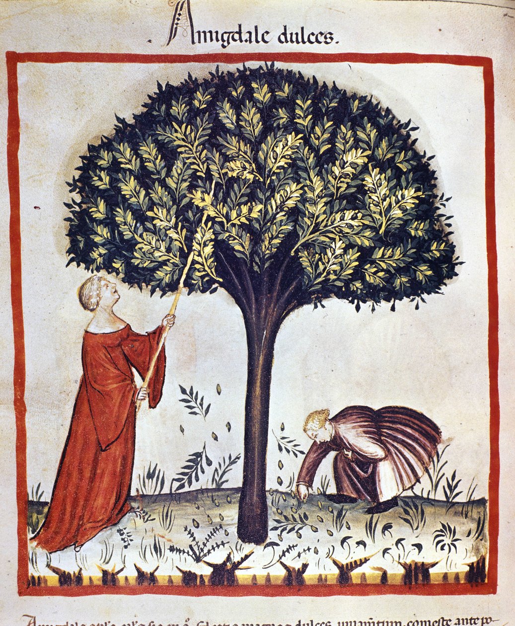 A apanhar amêndoas doces. Iluminação a partir da ordenha de medicamentos e dietética "Tacuinum sanitatis". de Unknown artist