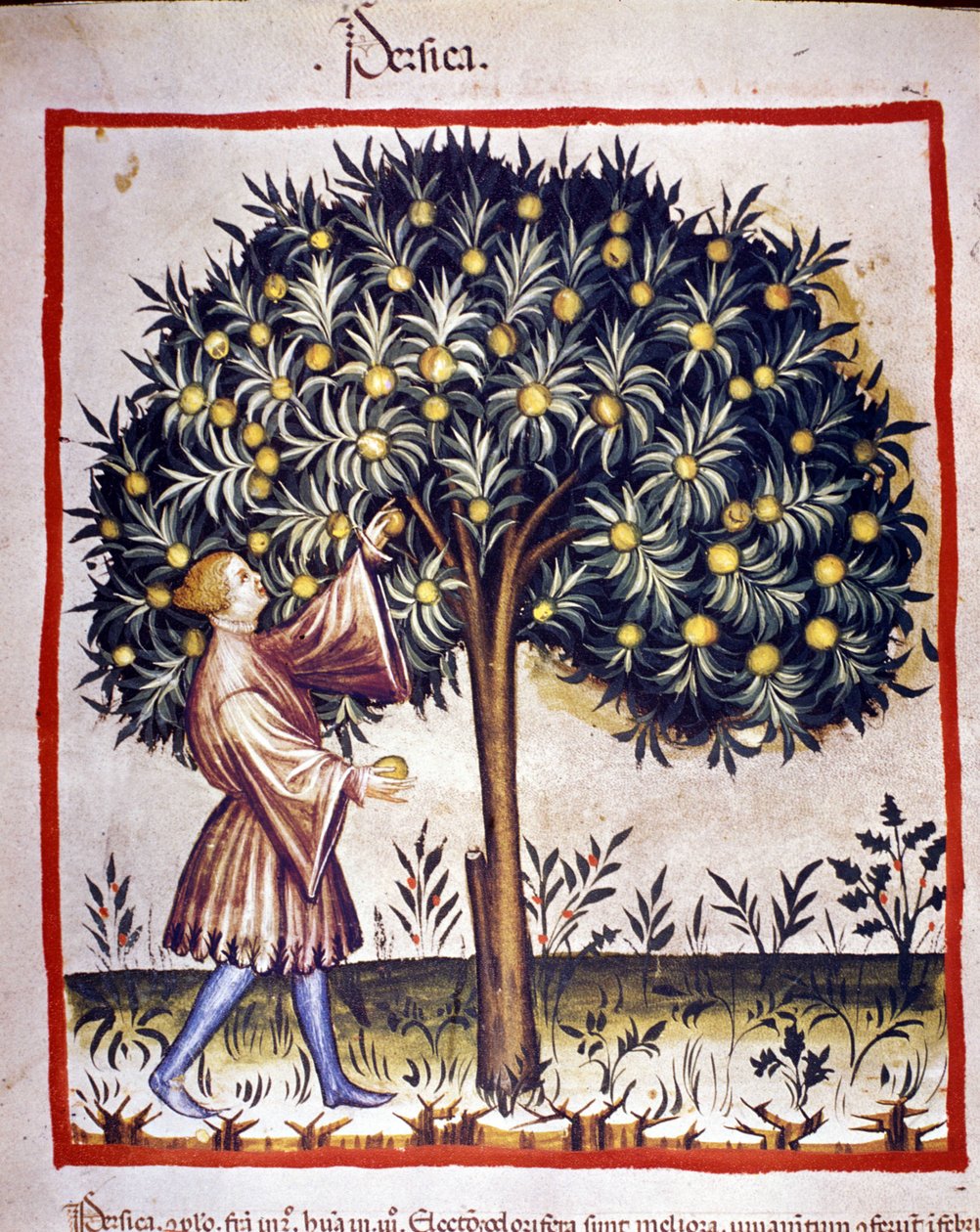 A apanhar a pesca. Iluminação a partir da ordenha de medicamentos e dietética "Tacuinum sanitatis". de Unknown artist