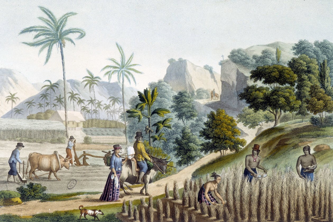 Colheita e plantio de arroz na Ilha Guam (Micronésia) de Unknown artist