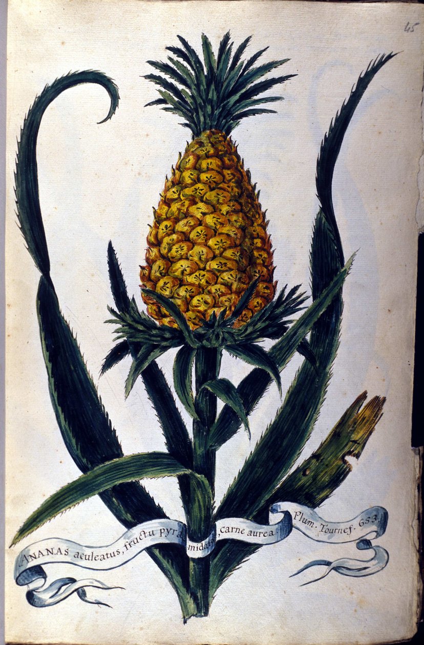 Abacaxi. Tábua botânica do século XIX. de Unknown artist