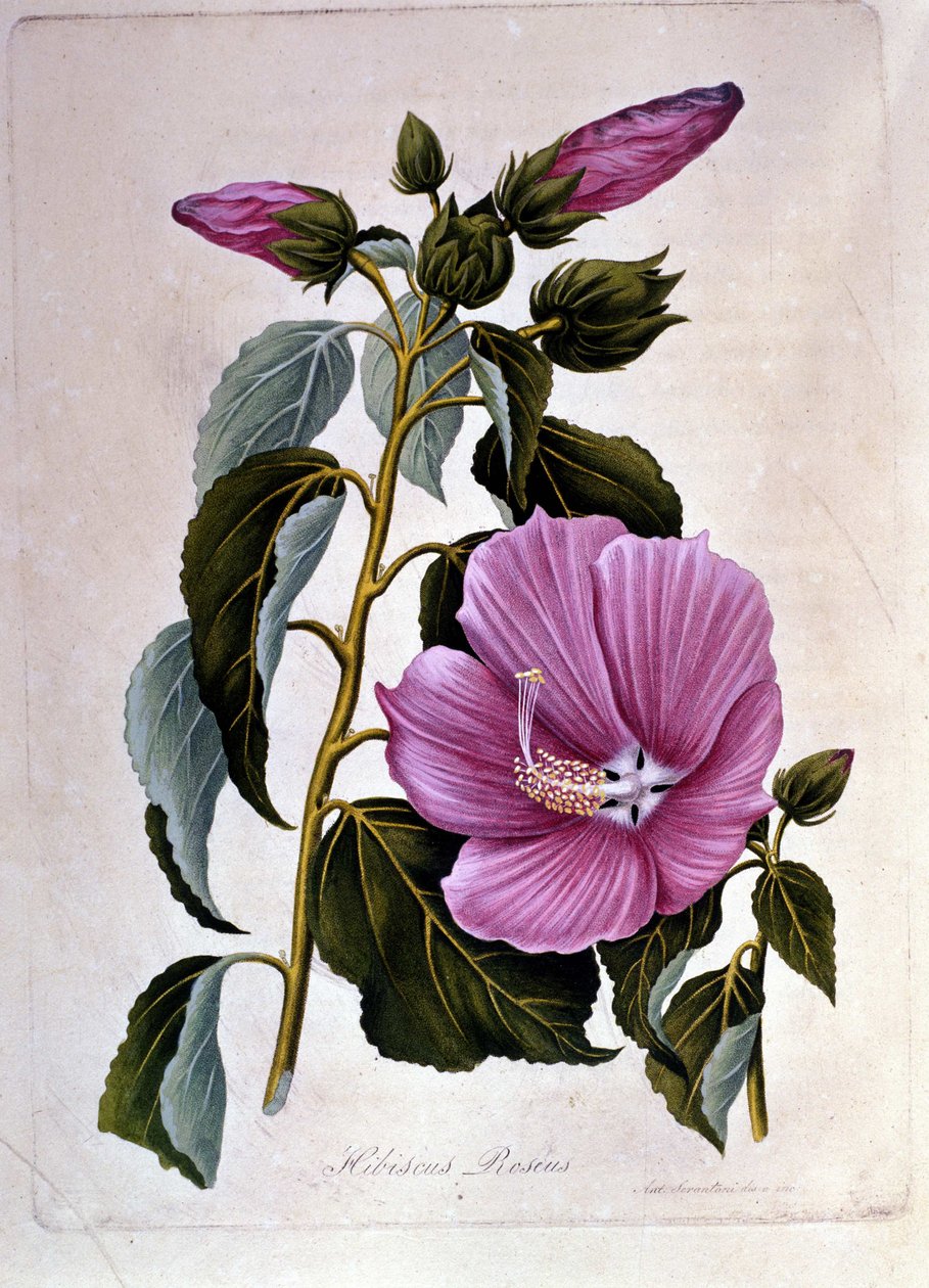 ibisco rosa. Tábua botânica. Gravura. de Unknown artist