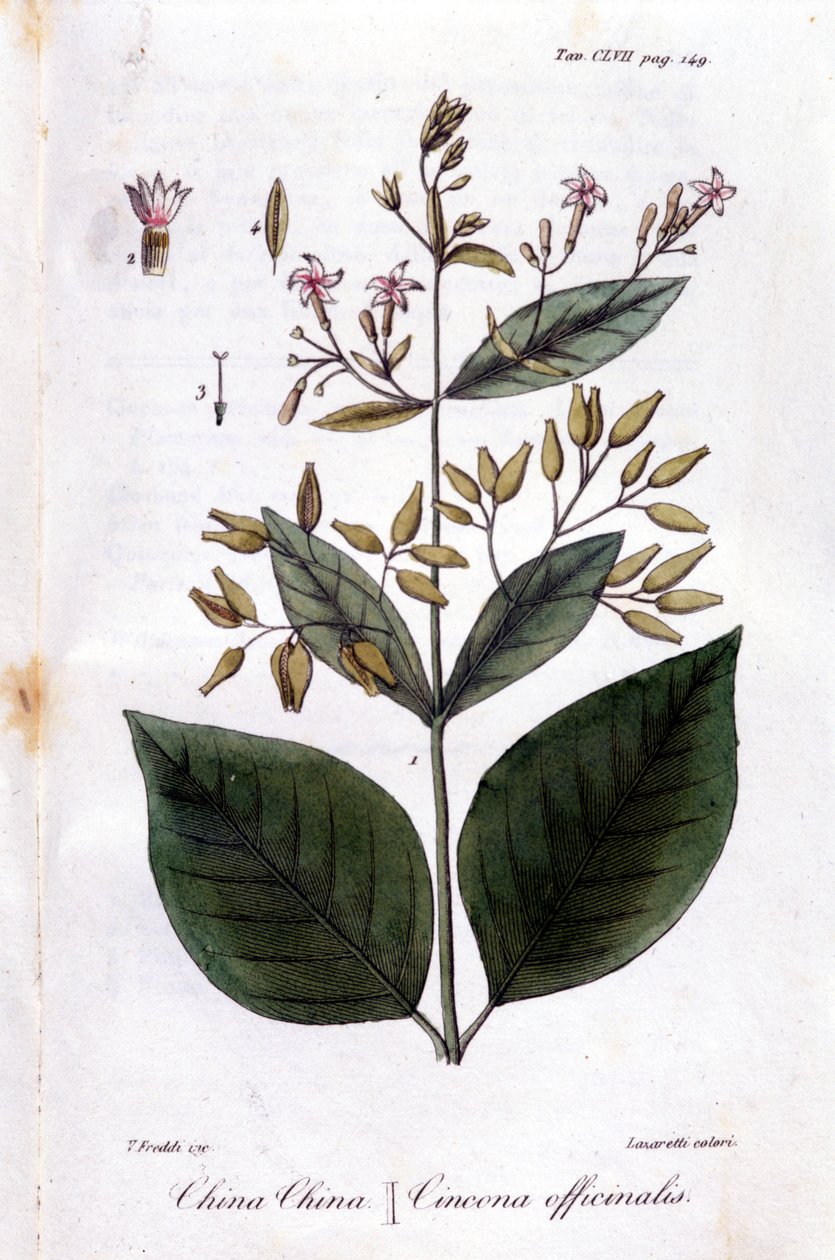 Placa de Quinquina (Cinchona Officinalis). de Unknown artist