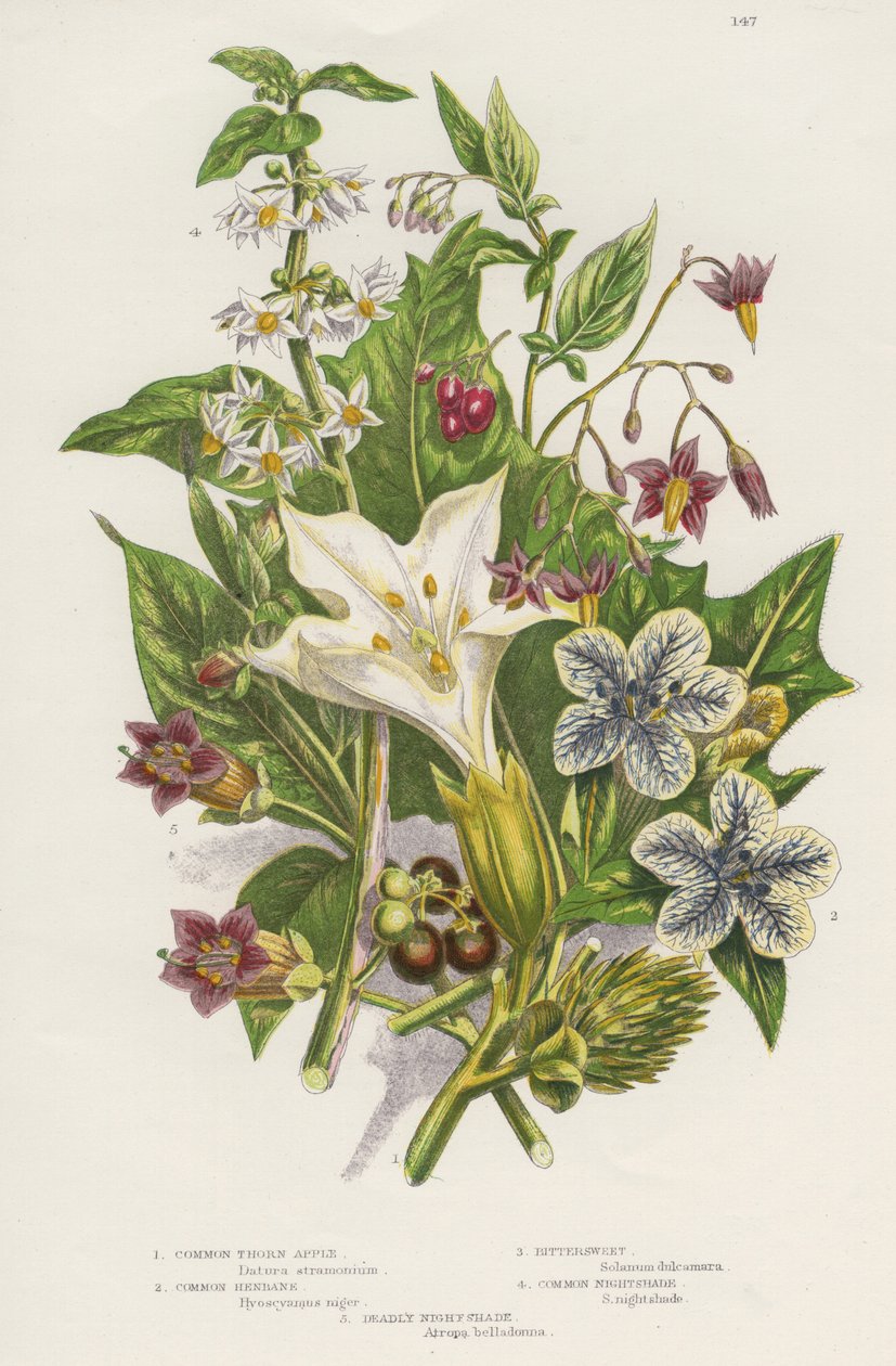Plantas venenosas. Assim como o venenoso Black ou Common Nightshade (Solanum nigrum) em cima à esquerda, e Woody Nightshade ou Bittersweet (Solanum dulcarama) em cima à direita, há o mais perigoso Deadly Nightshade (Atropa belladonna) em baixo à esquerda,  de Unknown artist