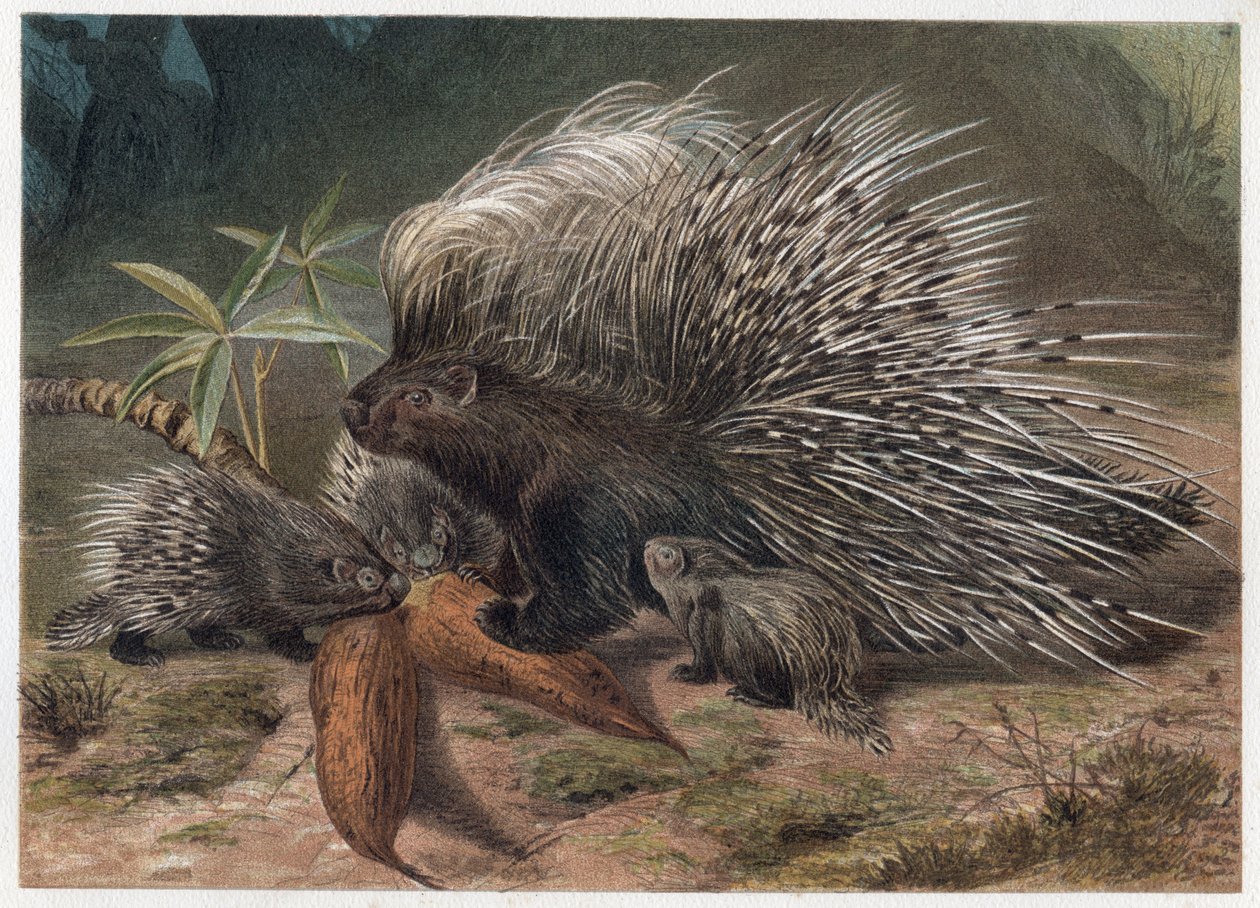 Pork epic a crete (porco-epic) - O porco-espinho crested (Hystrix cristata) - gravura de "Brehm