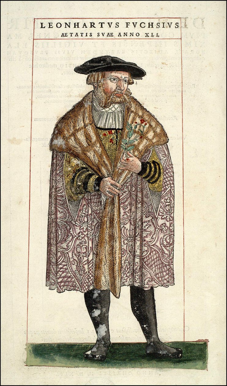 Retrato de Leonhart Fuchs: Botanista - médico alemão (1501 - 1566) - em "De Historia Stirpium commentarii badges,..." de Leonhart Fuchs de Unknown artist