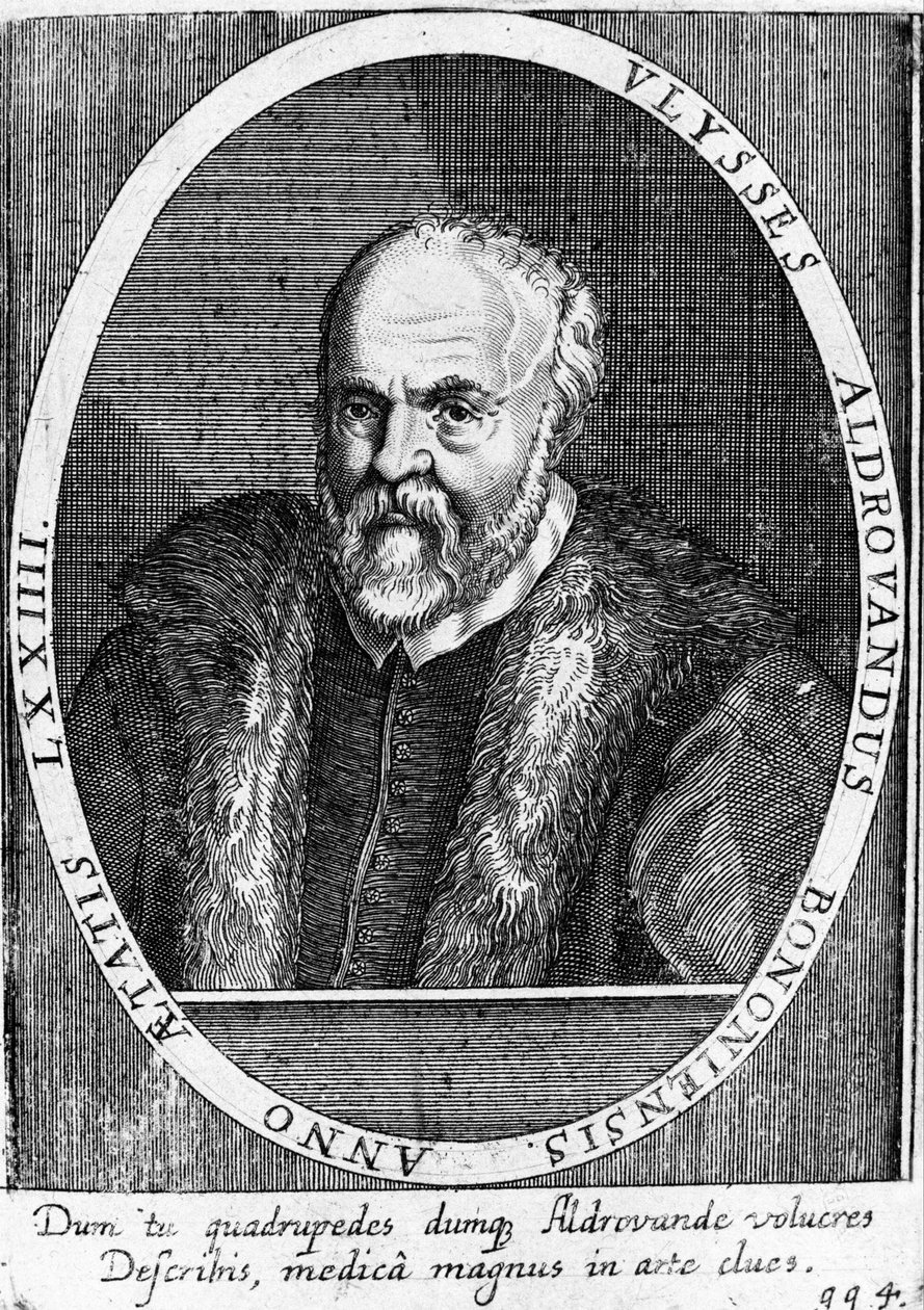 Retrato de Ulisse Aldrovandi (1522 - 1605?). de Unknown artist