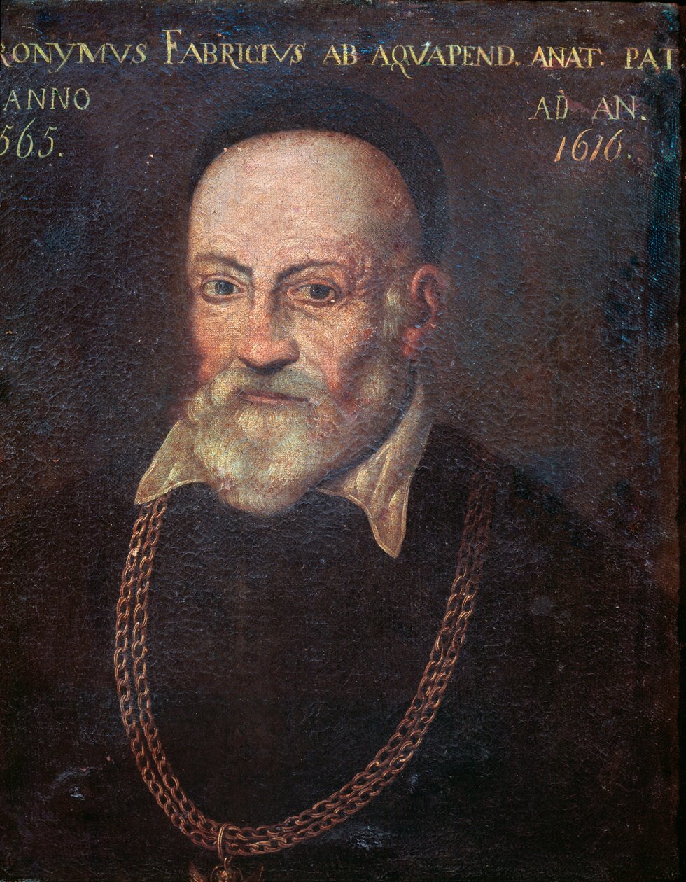 Retrato do anatomista e cirurgião pioneiro Hieronymus Fabricius (pintura de Unknown artist