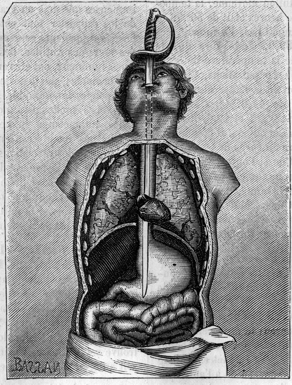 Posição ocupada pela lâmina no corpo de uma andorinha. Gravura em "La Nature: Revue des sciences et de leurs applications aux arts et a l