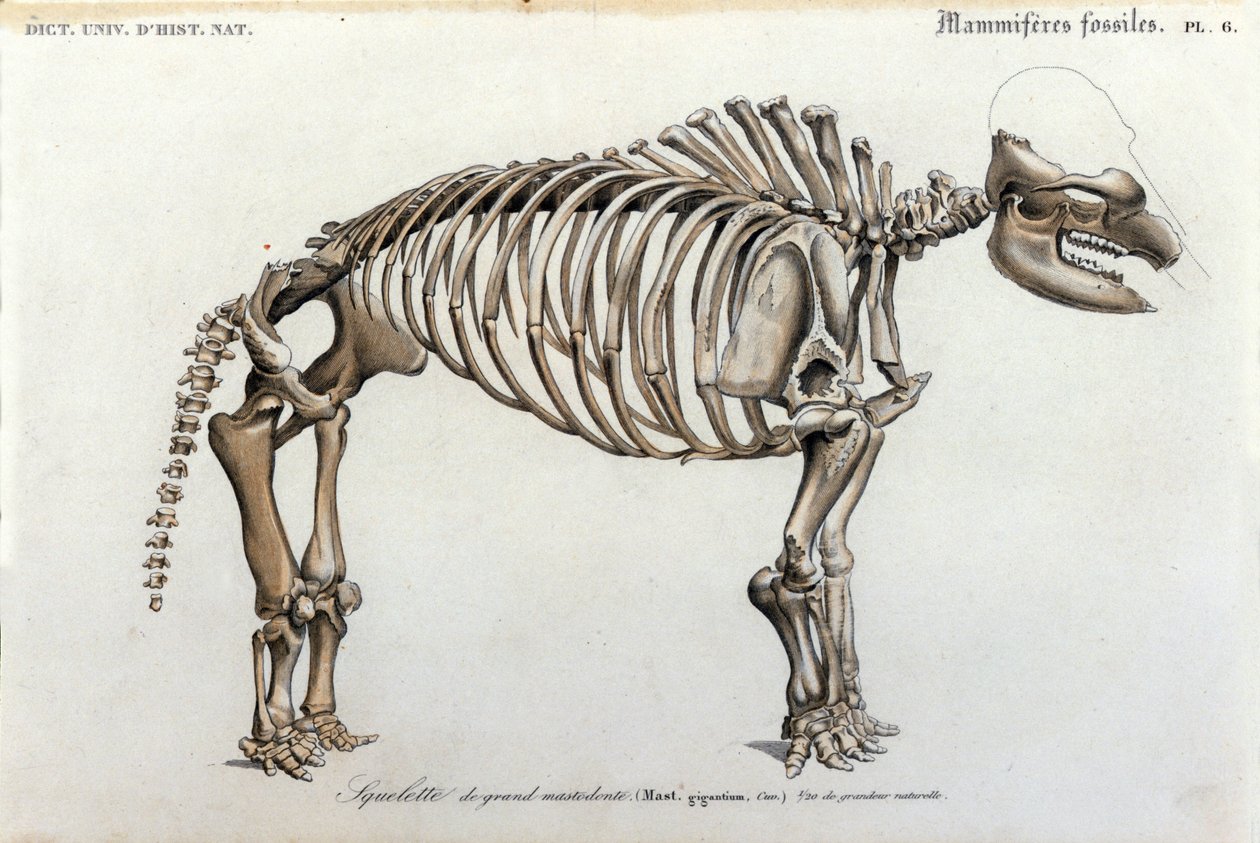 Pré-história: Mastodonte esqueleto, mamíferos fósseis (Mas gigantium). Placa de paleontologia do "Dictionnaire universel d