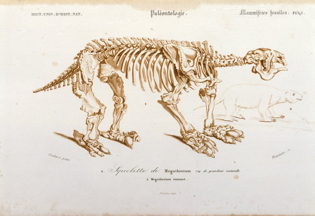 Pré-história: esqueleto do megatério (preguiçoso terrestre da família dos elefantes) mamífero fóssil. Placa de paleontologia retirada do "Dictionnaire universel d