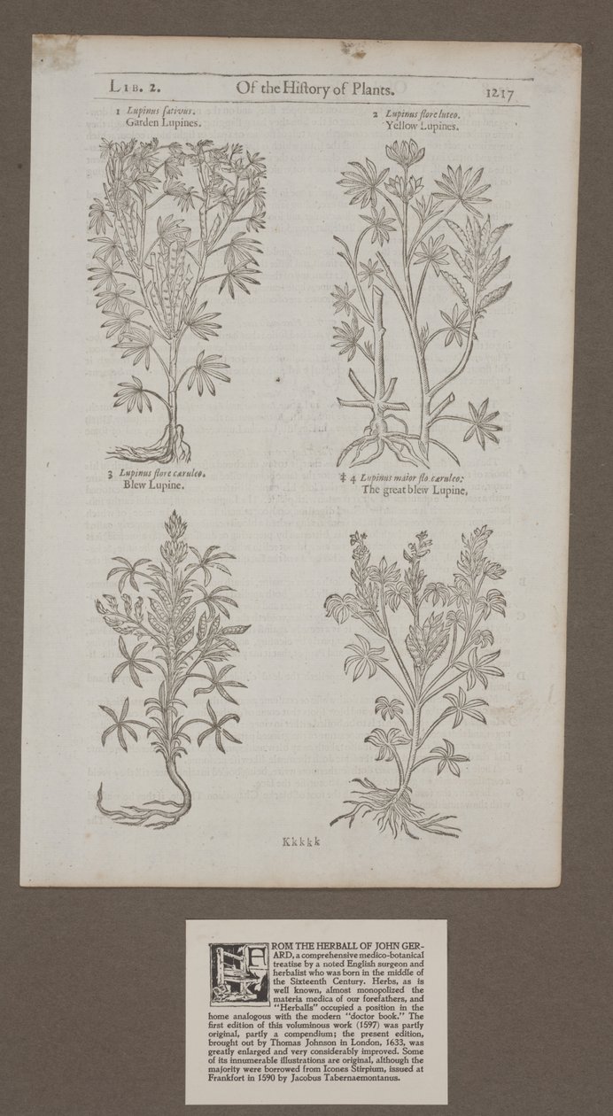 Impresso na página 1217 de &39;Of the History of Plants, Herbal de John Gerard&39; de Unknown artist