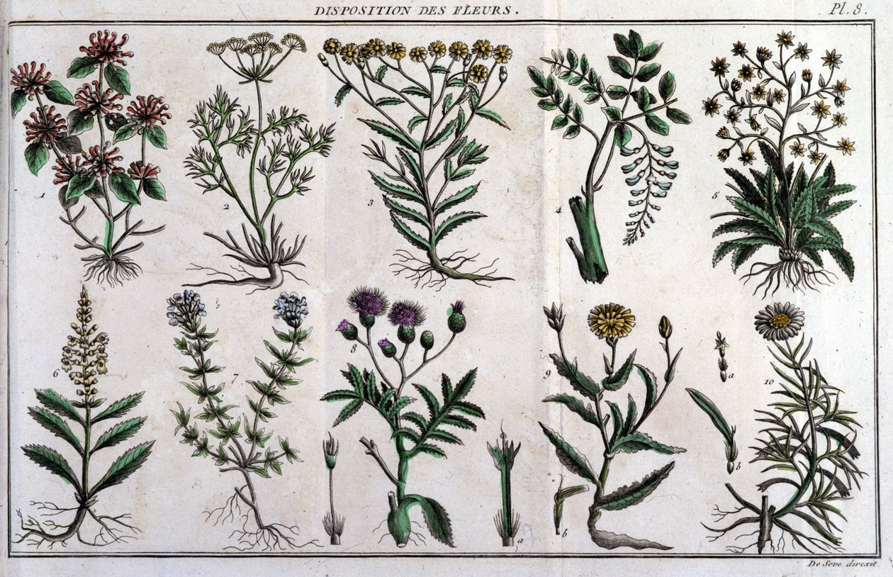 Provisões de flores: em "Flora Françoise, ou uma breve descrição de todas as plantas que crescem naturalmente em França, organizadas de acordo com um novo método de análise ao qual anexamos a citação das suas virtudes menos equívocas na medicina e o seu us de Unknown artist