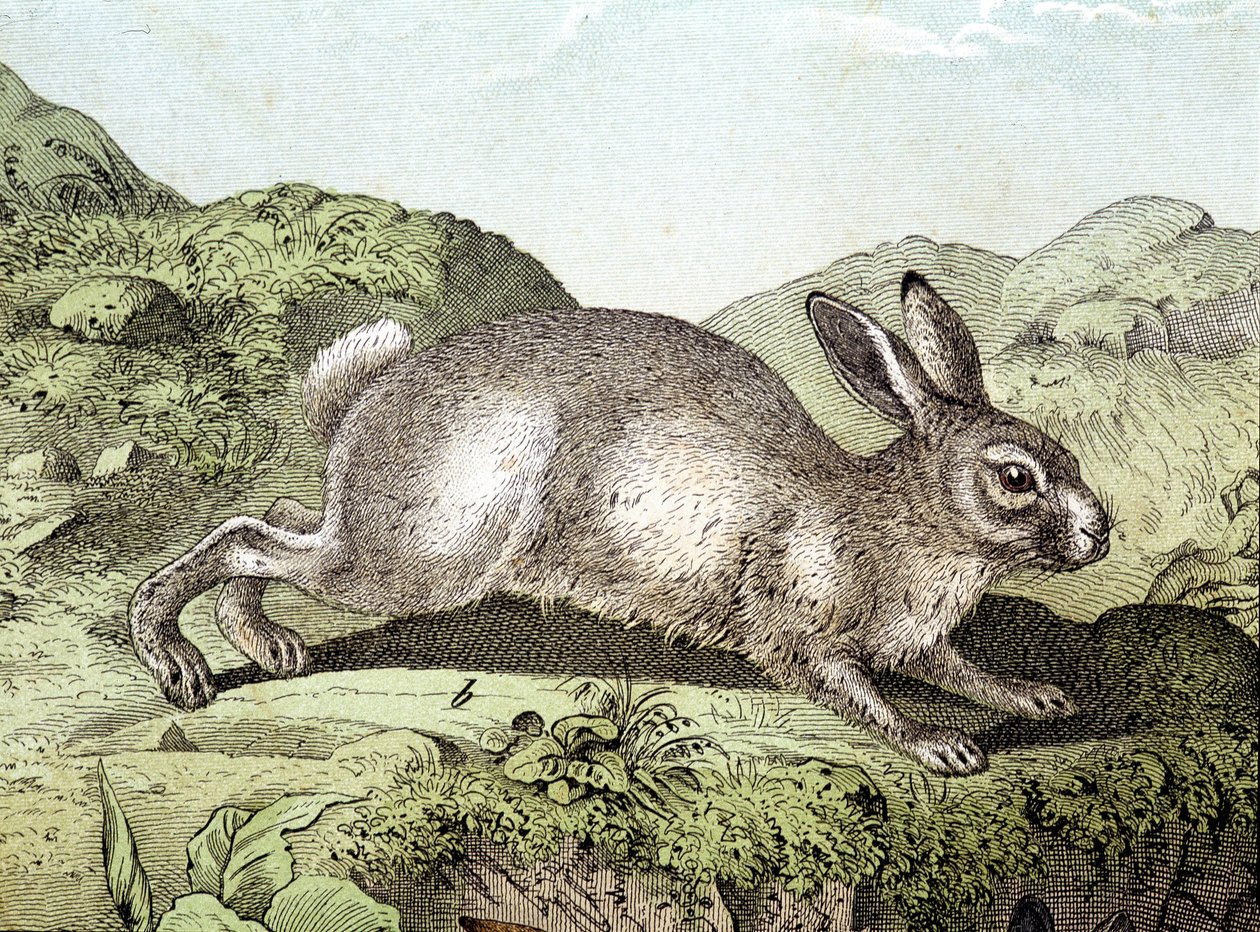 Coelho - em "História Natural dos Mamíferos", ed. Schreiber de Unknown artist